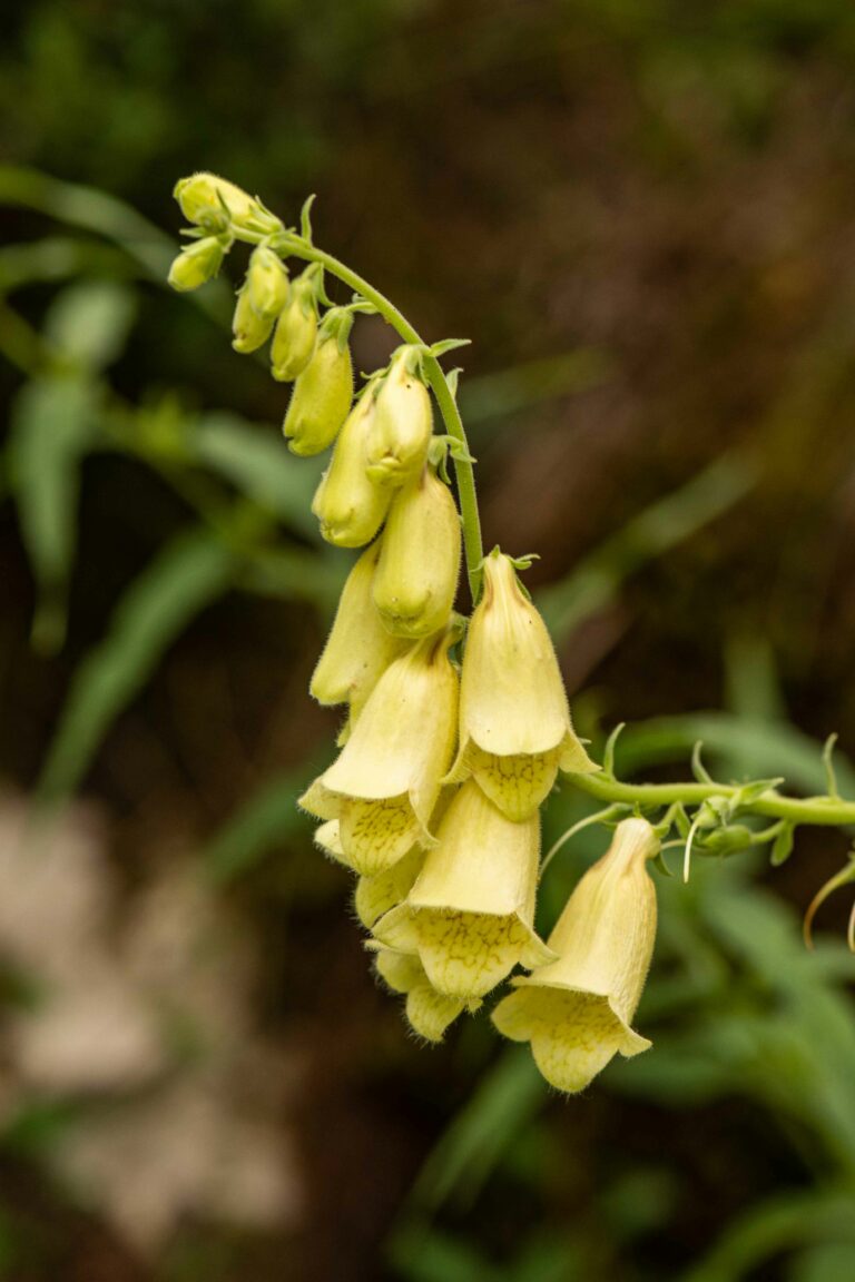 Velecvetni naprstec (Digitalis grandiflora). Foto: David Kunc