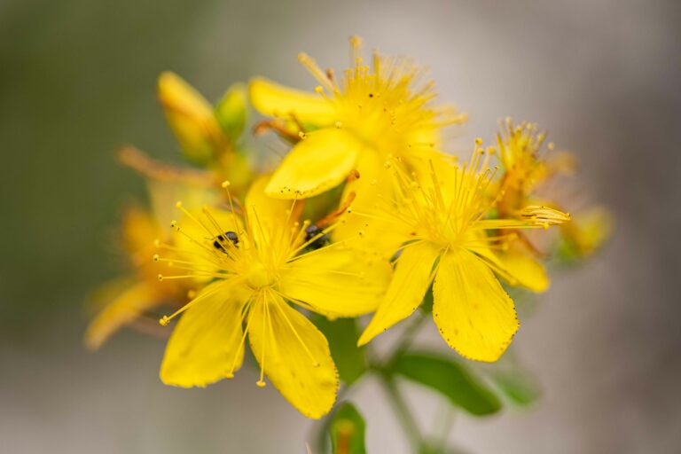 Šentjanževka (Hypericum perforatum). Foto: David Kunc