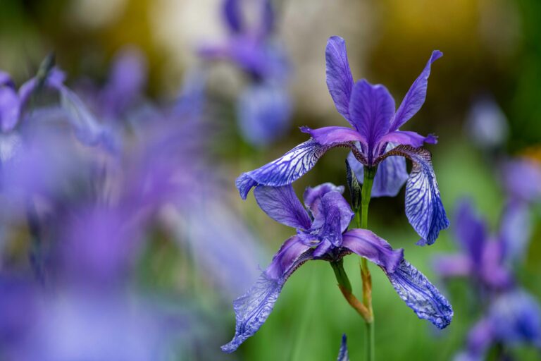 Sibirska perunika (Iris sibirica subsp. sibirica). Foto: David Kunc