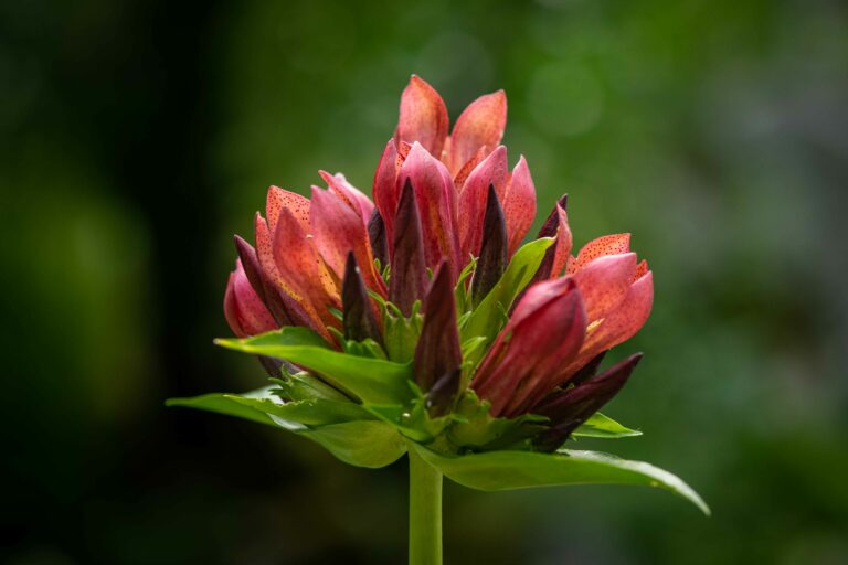 Komenski svišč (Gentiana x laengstii nsubsp. komnensis). Foto: David Kunc