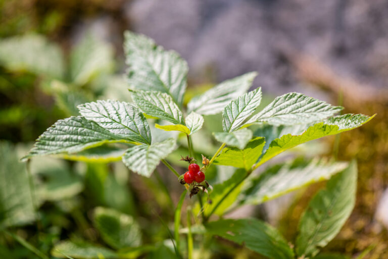 Skalna robida (Rubus saxatilis). Foto: David Kunc