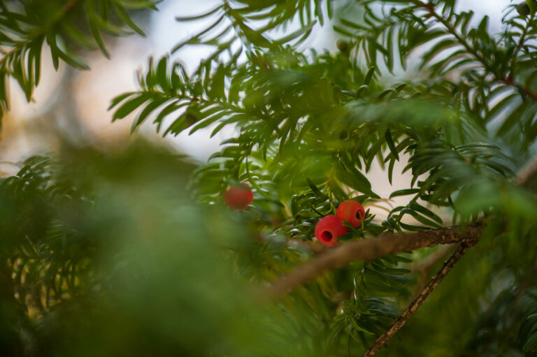 Tisa (Taxus baccata). Foto: David Kunc