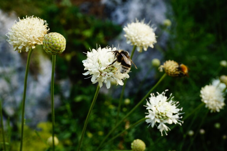 Bleda obloglavka (Cephalaria leucantha). Foto: Klemen Zavrsnik