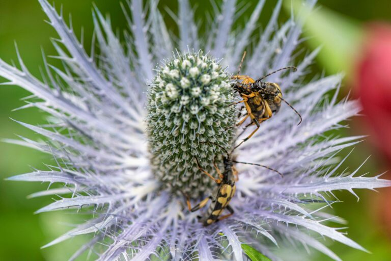 Alpska možina (Eryngium alpinum). Foto: David Kunc