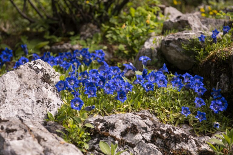 Ozkolistni svišč (Gentiana angustifolia). Foto: David Kunc