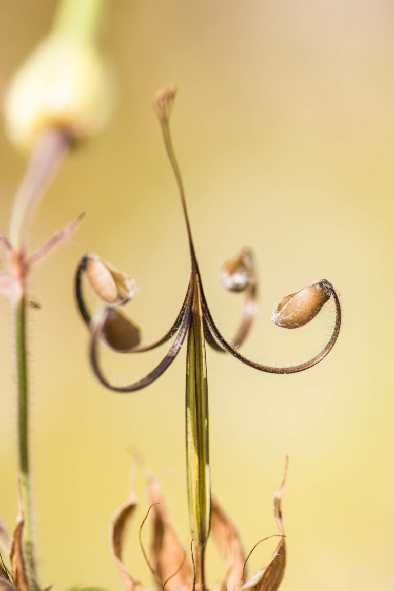 Plodovi krvomočnice (Geranium sp.). Foto: David Kunc