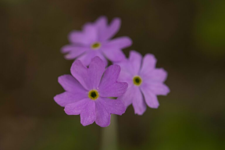 Moknati jeglič (Primula farinosa). Foto:David Kunc