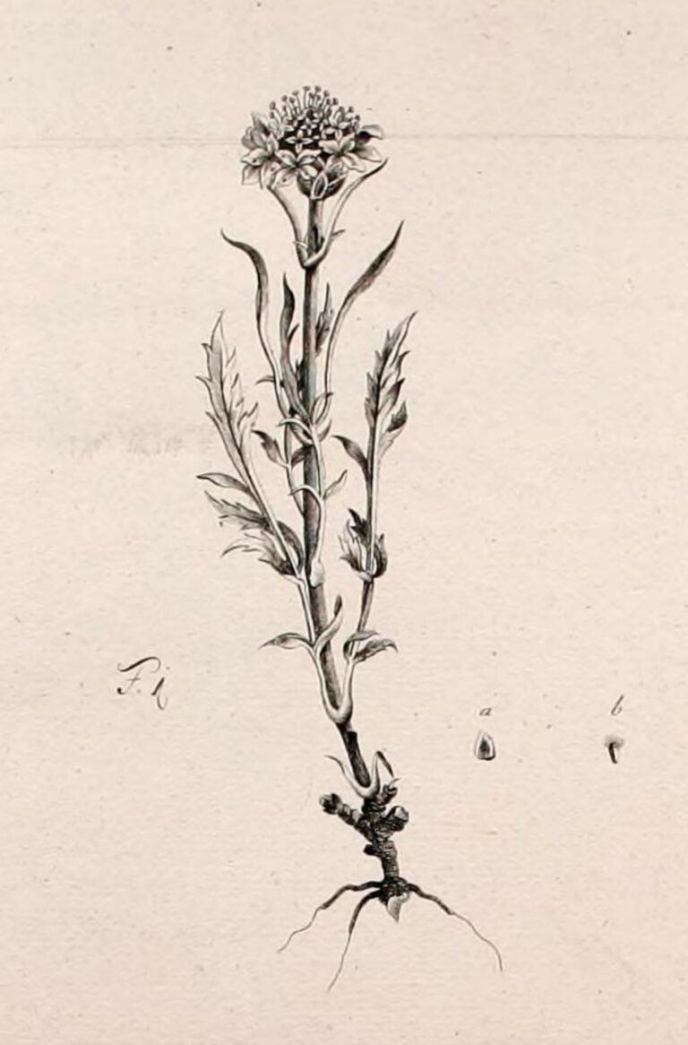 Scabiosa trenta iz knjige Kranjske alpske rastline (Plantae alpinae Carniolicae) Balthasarja Hacqueta iz leta 1782.