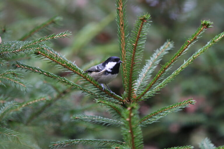 Menišček (Periparus ater). Foto: Tomi Trilar