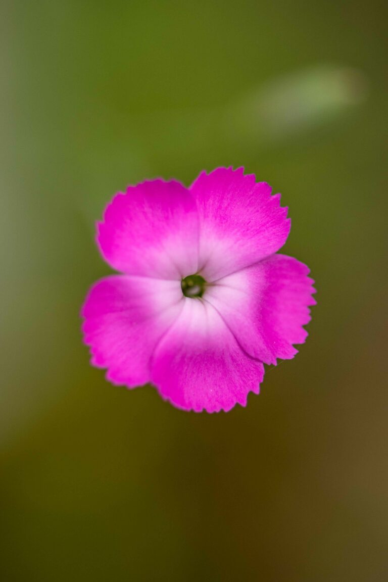 Divji klinček (Dianthus sylvestris). Foto: David Kunc