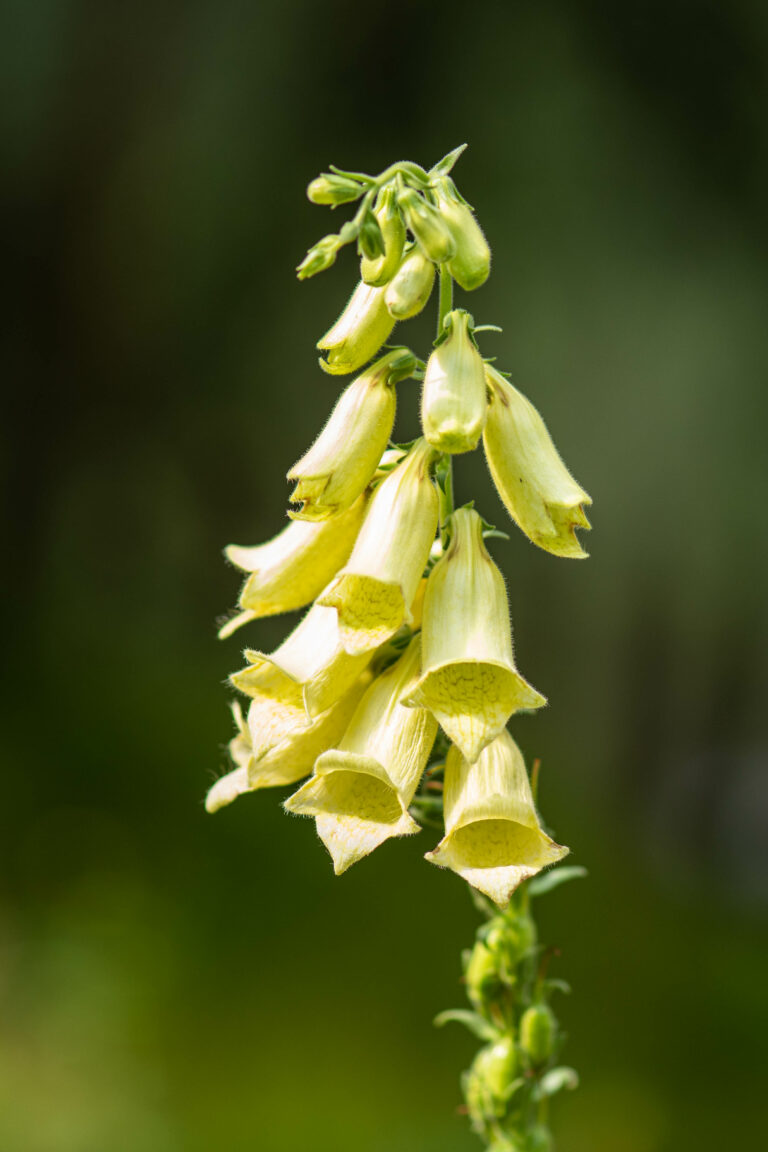 Velecvetni naprstec (Digitalis grandiflora). Foto: David Kunc