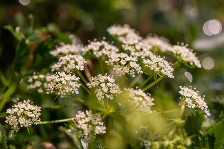 Rebrinčevolistna hladnikija (Hladnikia pastinacifolia). Foto: David Kunc