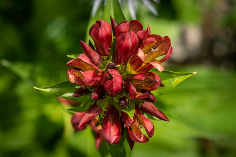Komenski svišč (Gentiana x laengstii nsubsp. komnensis). Foto: David Kunc