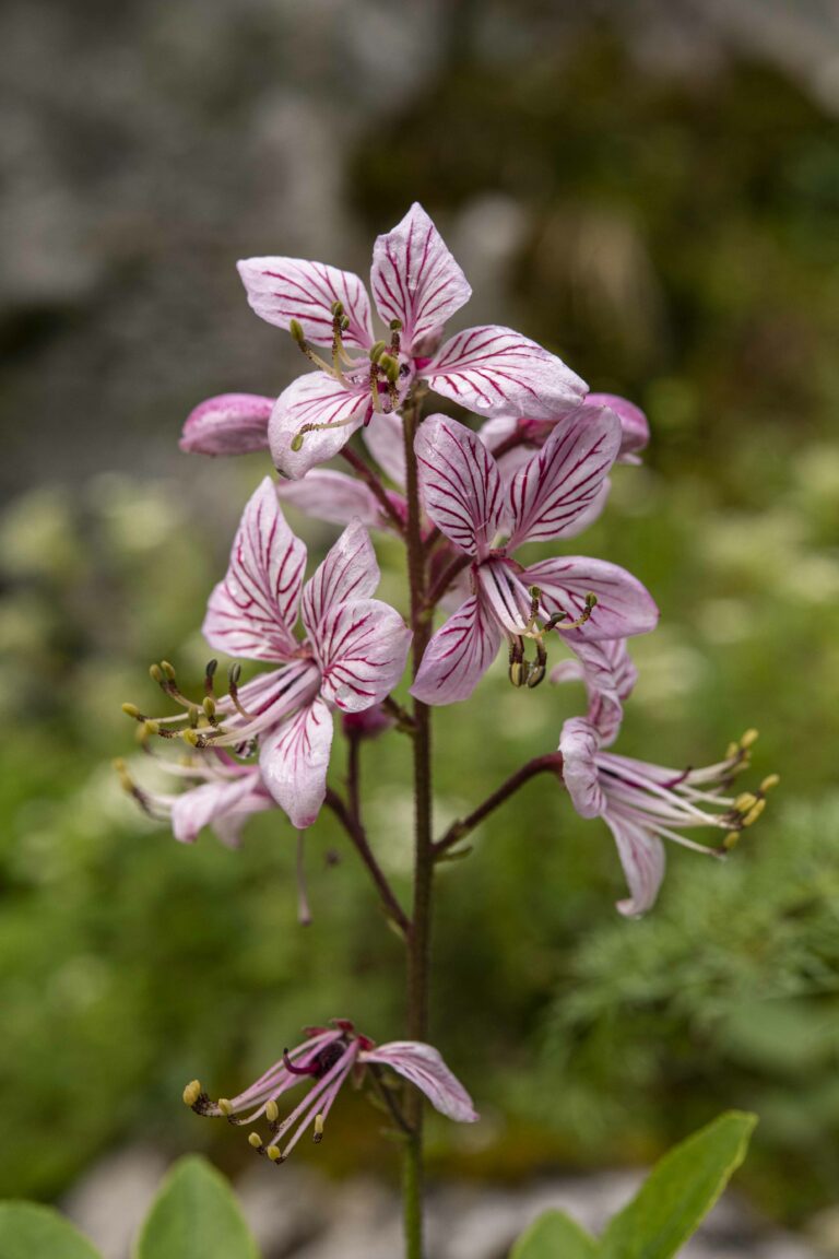 Jesenček (Dictamnus albus). Foto: David Kunc