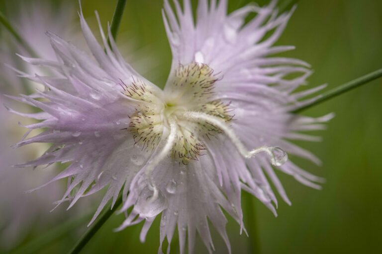 Sternbergov klinček (Dianthus sternbergii). Foto: David Kunc