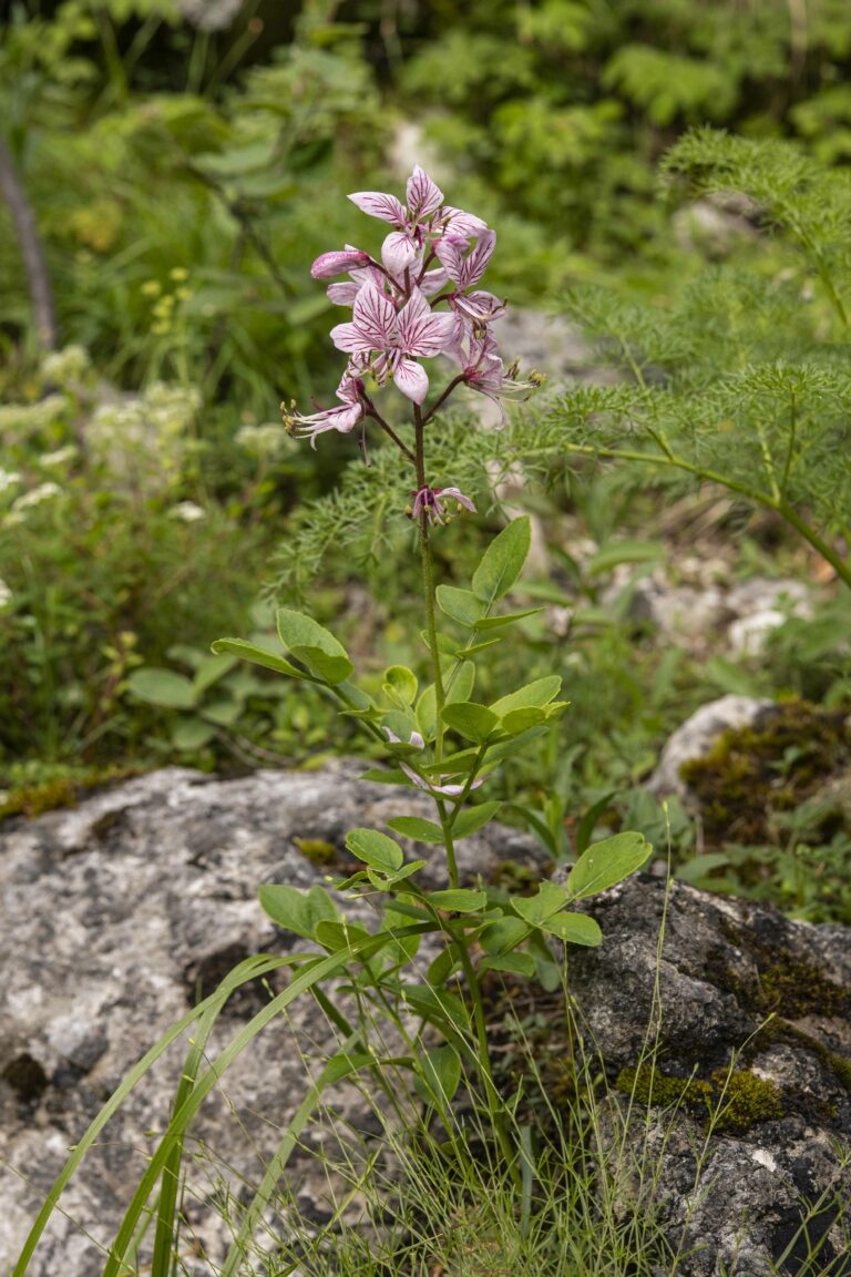 Navadni jesenček (Dictamnus albus). Foto: David Kunc