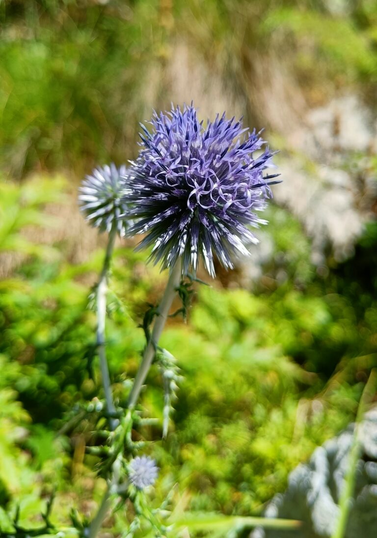 Navadni bodoglavec (Echinops ritro subsp. ruthenicus). Foto: Špela Pungaršek