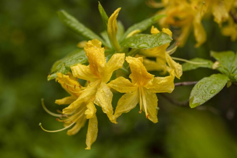 Rumeni sleč (Rhododendron luteum). Foto: David Kunc