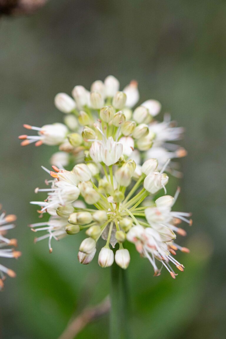 Allium ericetorum. Foto: David Kunc