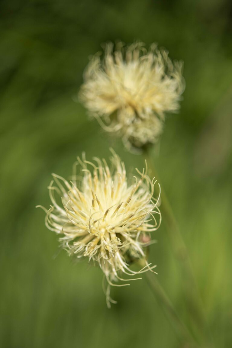 Alpski glavinec (Centaurea alpina). Foto: David Kunc