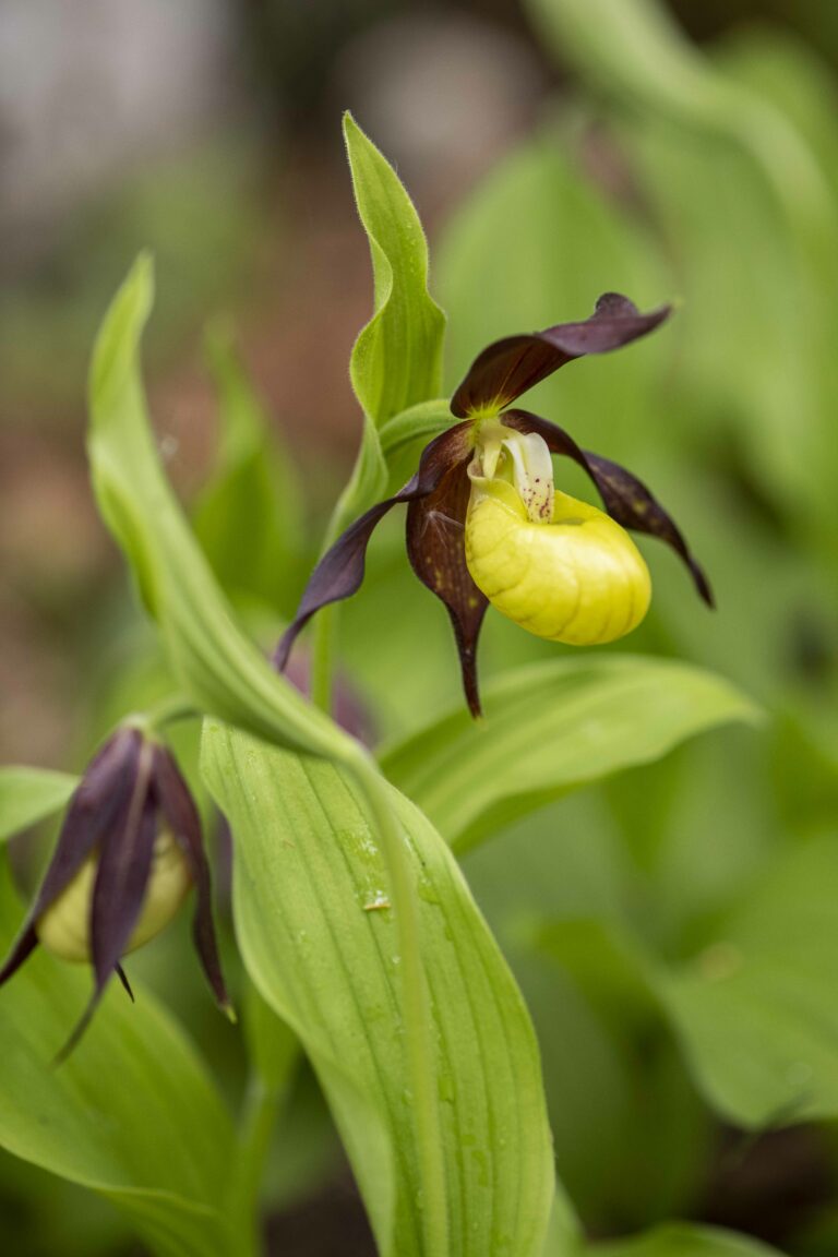 Lepi čeveljc (Cypripedium calceolus). Foto: David Kunc