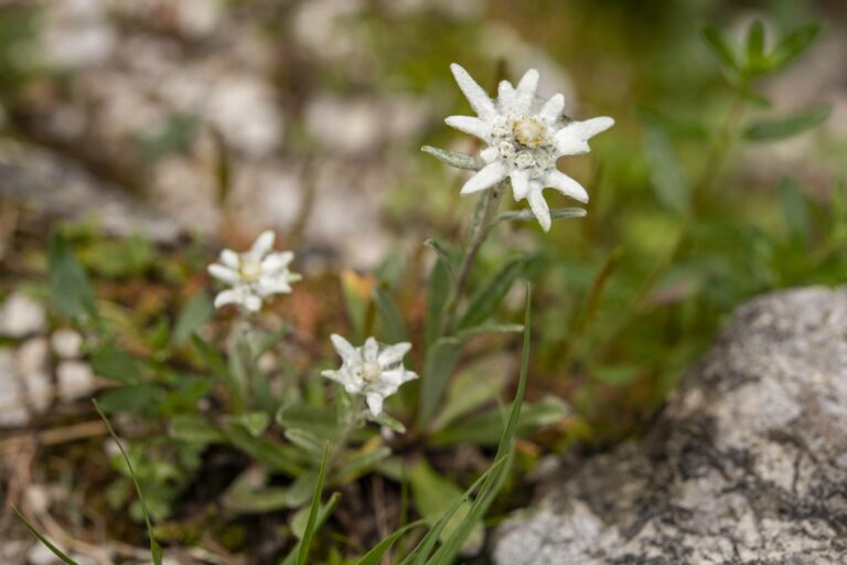 Planika (Leontopodium alpinum). Foto: David Kunc