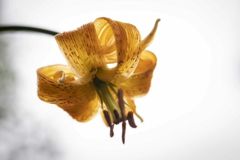 Kranjska lilija (Lilium carniolicum). Foto: David Kunc