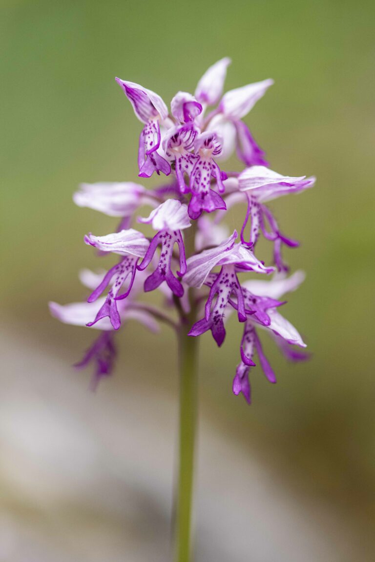 Orchis militaris. Foto: David Kunc