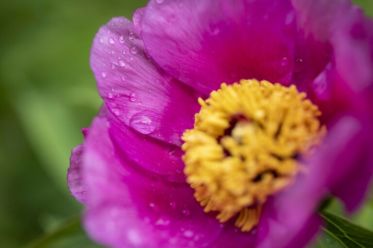 Navadna potonika (Paeonia officinalis). Foto: David Kunc