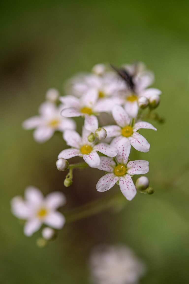 Hostov kamnokreč (Saxifraga hostii). Foto: David Kunc