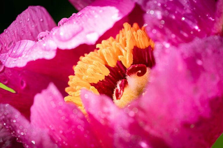 Paeonia officinalis. Foto: David Kunc