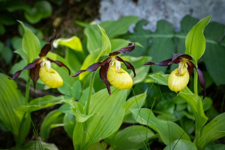Cypripedium calceolus. Foto: David Kunc