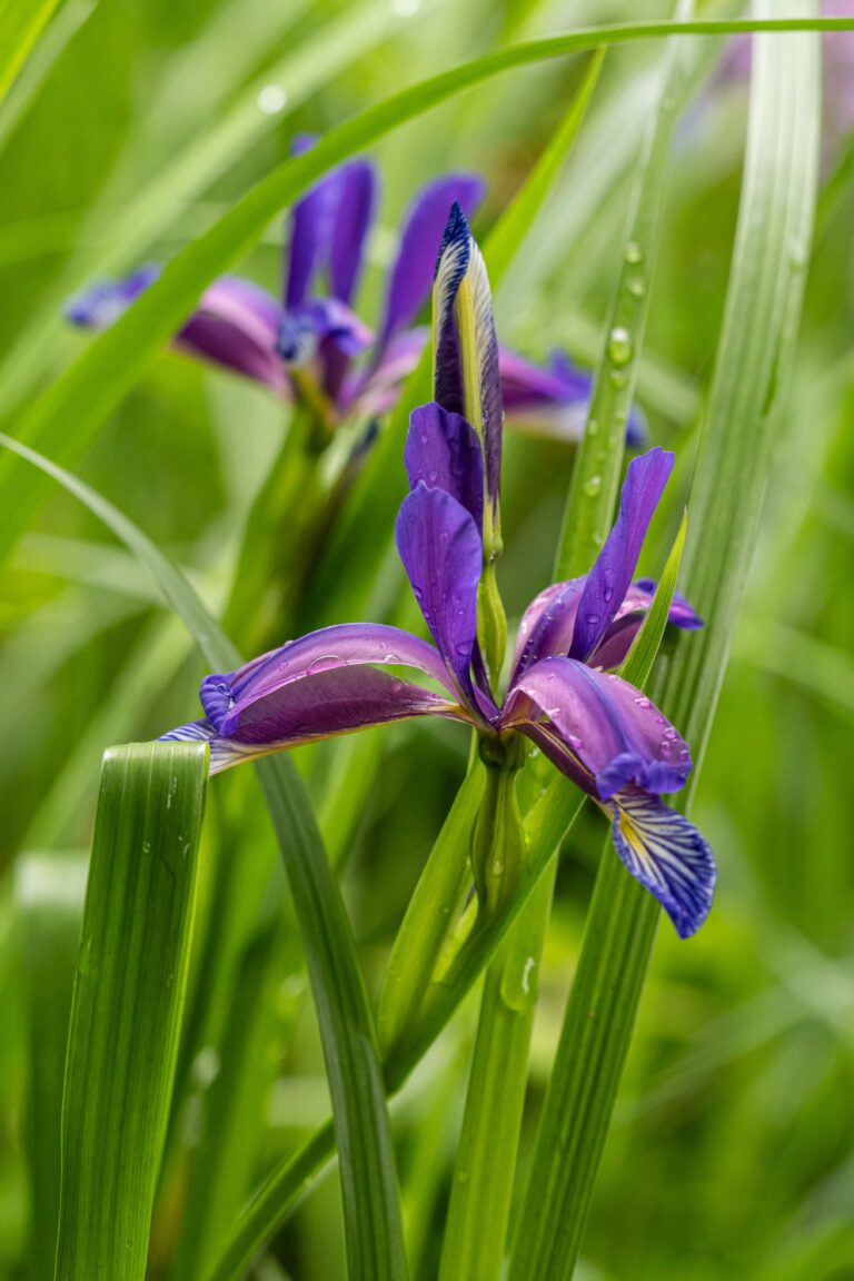 Iris graminea. Foto: David Kunc