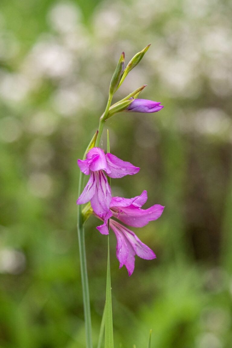 Gladiolus illyricus. Foto: David Kunc