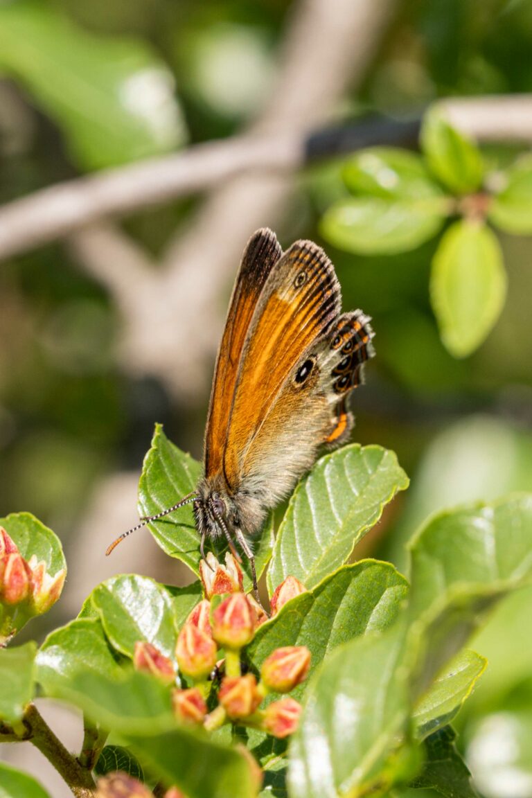 Grmiščni okarček (Coenonympha arcania). Foto: David Kunc