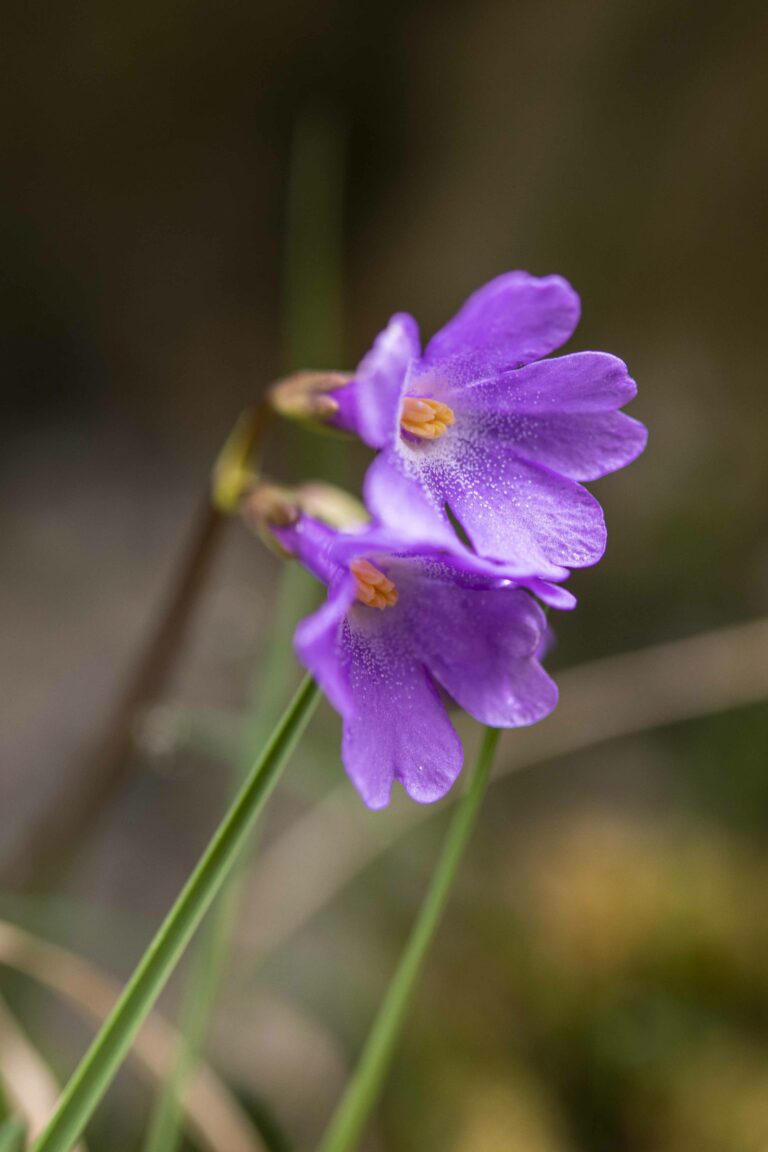Primula carniolica. Foto: David Kunc