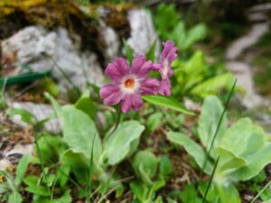 Primula x venusta. Foto: Spela Pungarsek