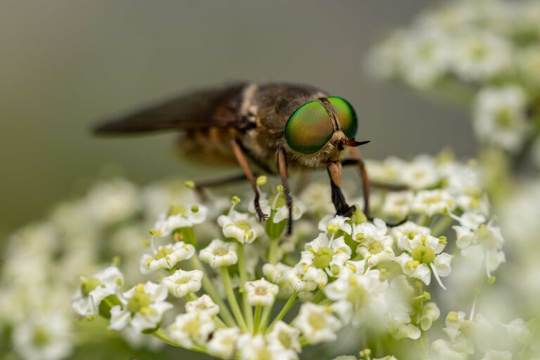 Philipomyia aprica. Foto: David Kunc