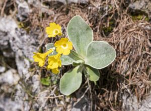 Primula auricula. Foto: David Kunc