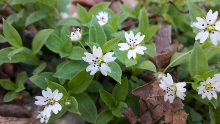 Pseudostellaria europaea. Foto: Špela Pungaršek