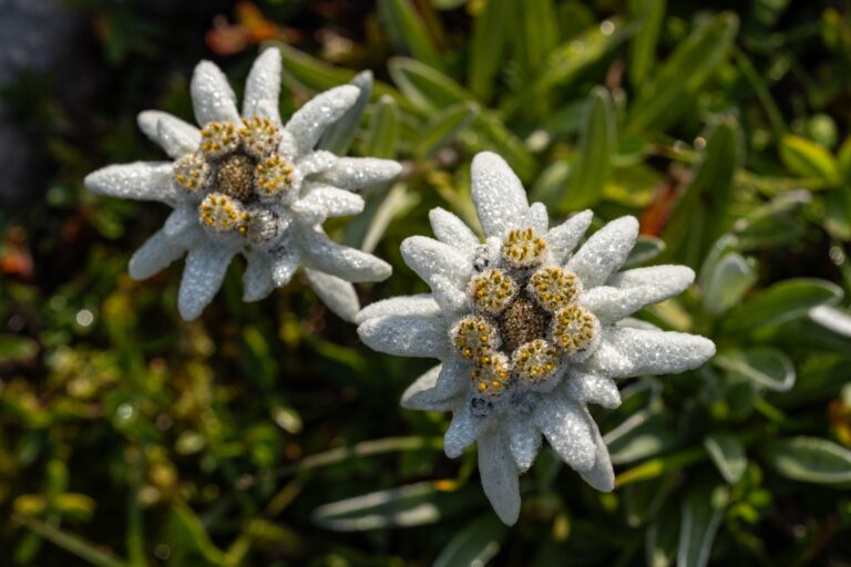 Leontopodium alpinum. Foto: David Kunc